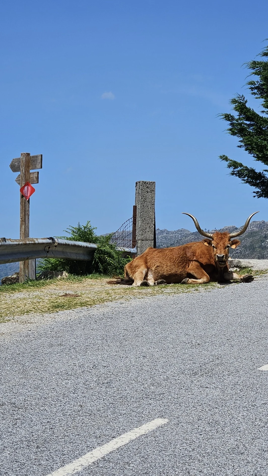 Classic Tours cow